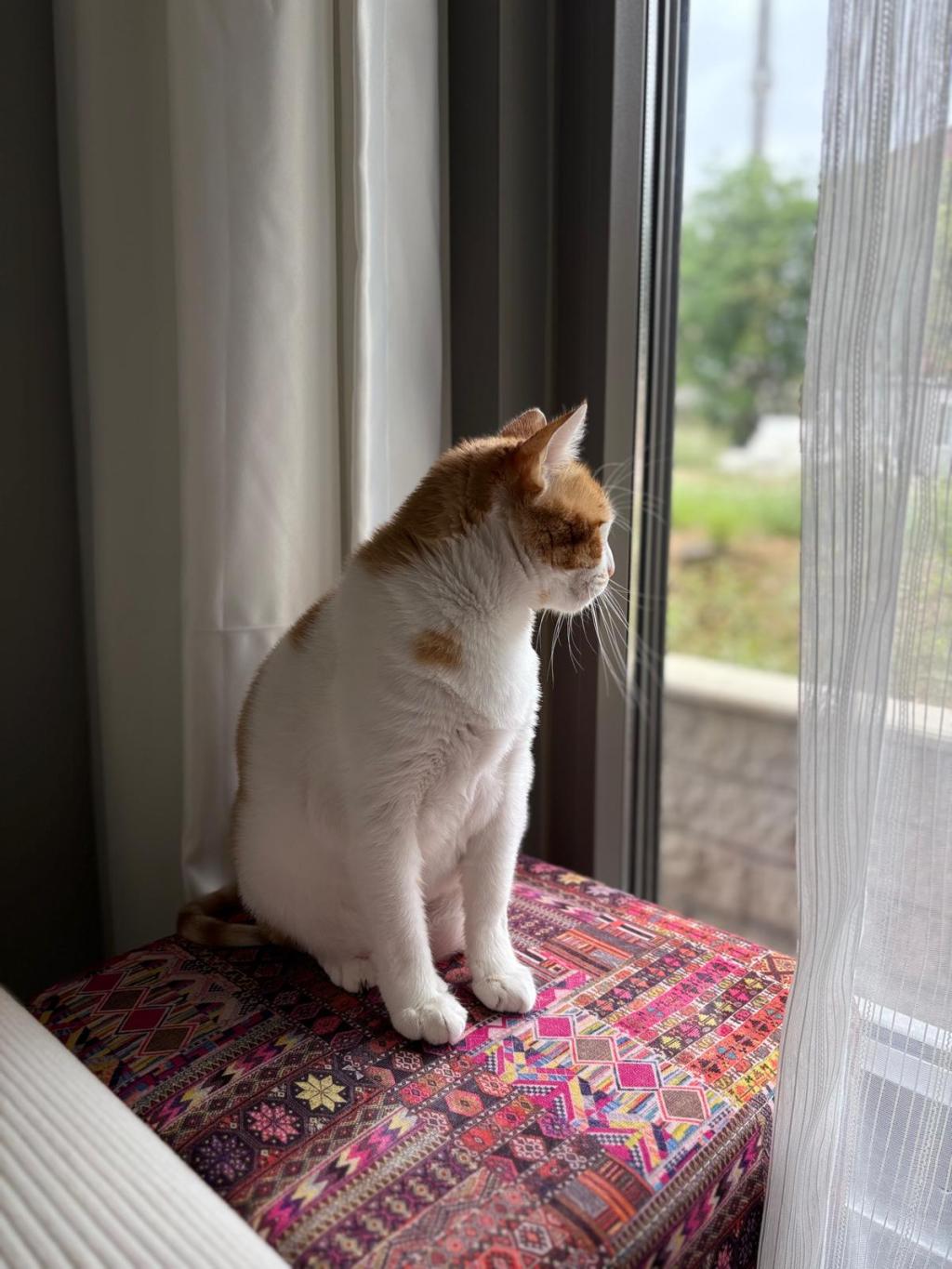 Korktuğum şey gerçekten kedi&nbsp;miydi?